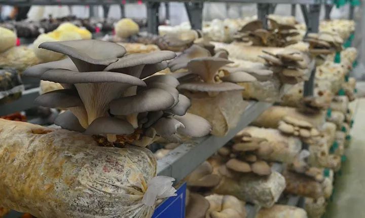 去尋絢麗的春色 去歸夢縈的故鄉(xiāng)——隨縣之旅(圖7)